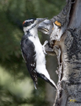 Hairy Woodpecker